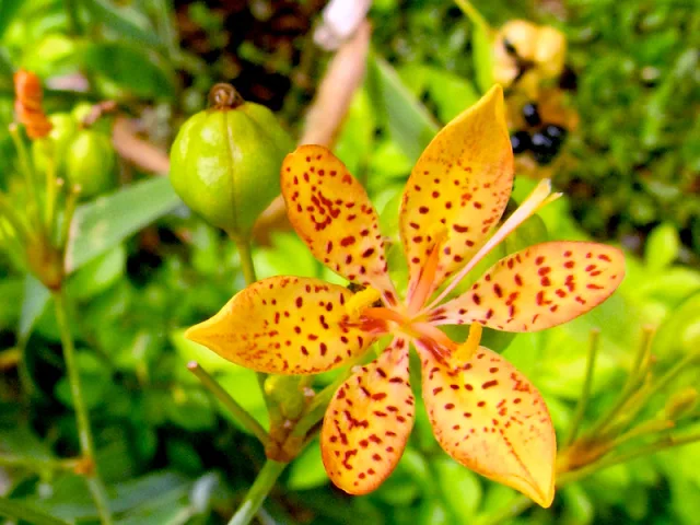 Flor-leopardo-Belamcanda-chinensis-Lírio-leopardo