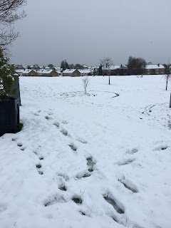 A snowy field.