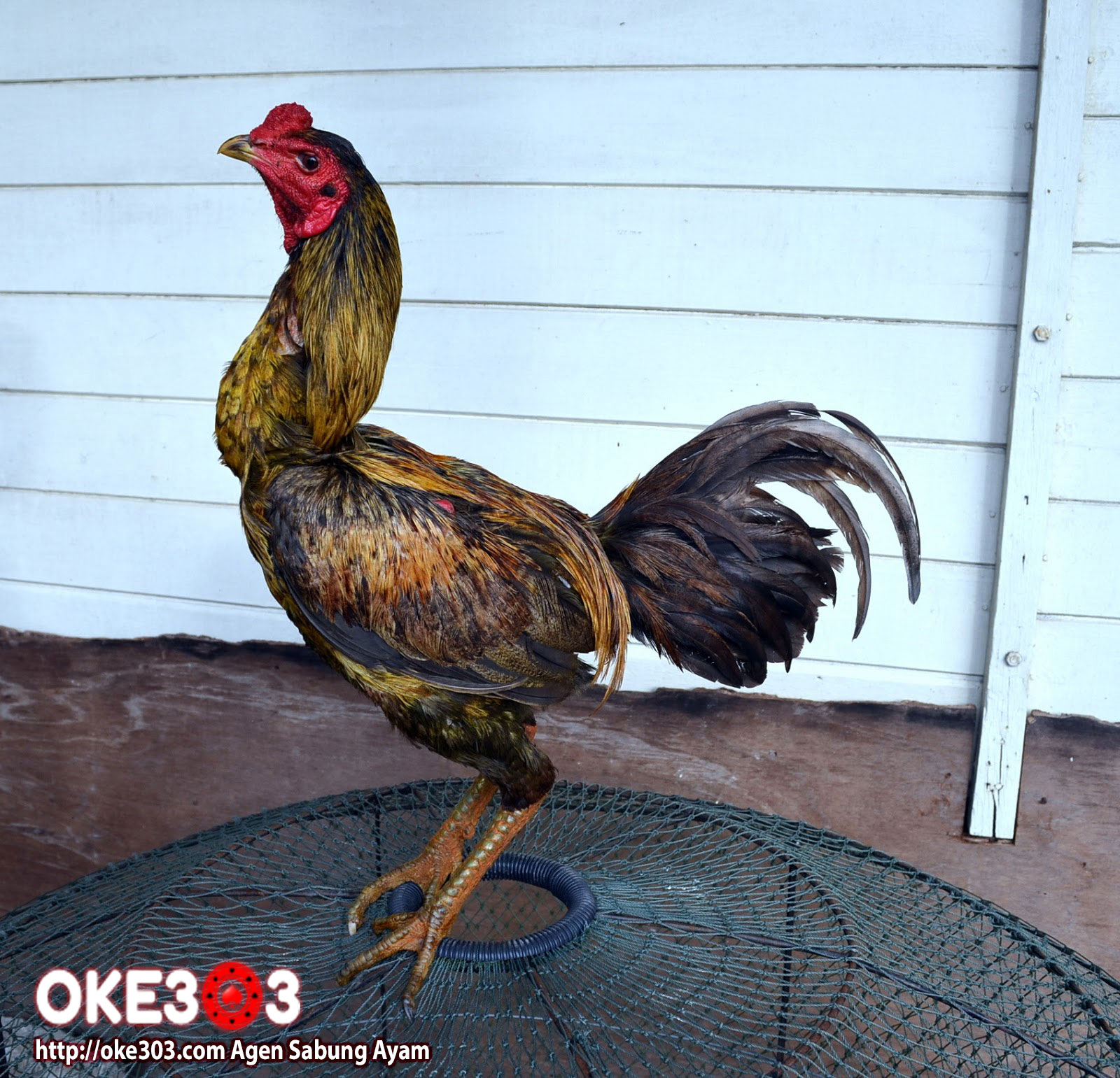 www Oke303 com Agen Sabung Ayam  Jenis Jenis Ayam  laga  