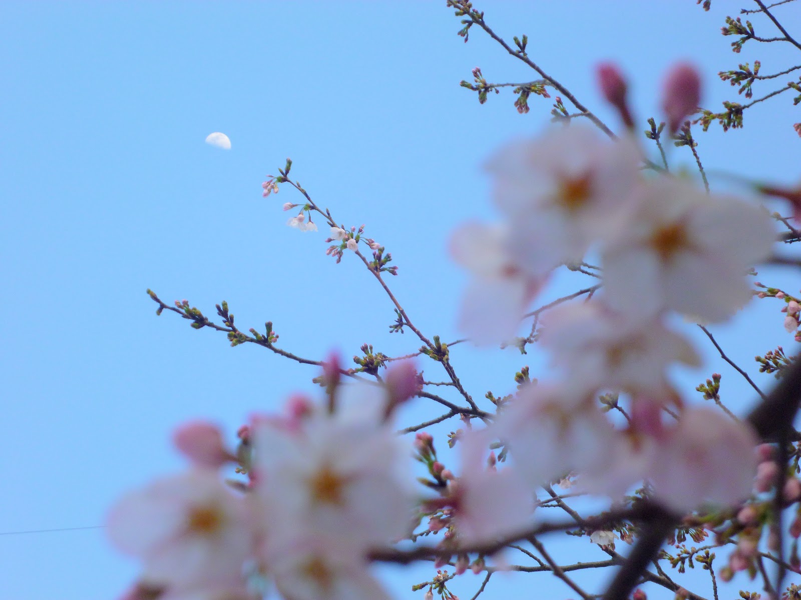 桜と月