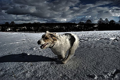 Stunning HDR Photo of  Animal Seen On www.coolpicturegallery.net