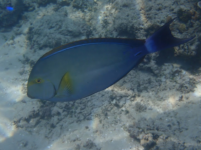 Acanthurus xanthopterus