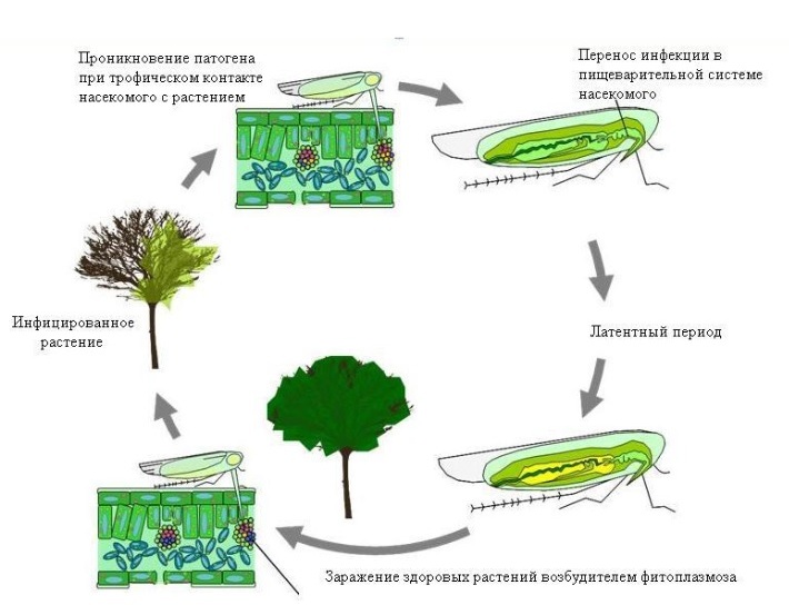 Схема развития и переноса фитоплазм от растения к насекомому и наоборот