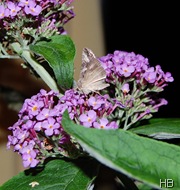 Sommerflieder mit Gammaeule © H. Brune