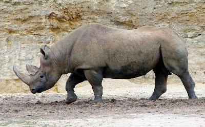 Black rhino image