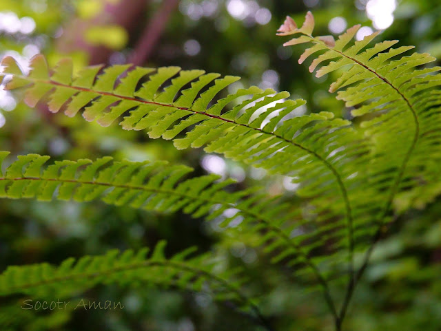 Adiantum pedatum