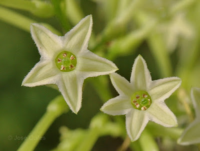 Aloysia citriodora