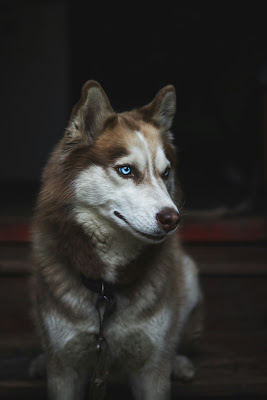 صورة كلب هاسكي فخمه ، صور كلاب بدقة 4K