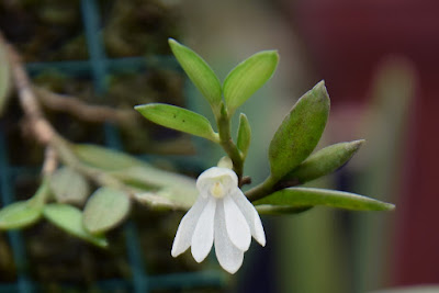 Angraecum gabonense orchid plant care and culture