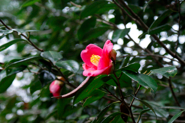 DSC05537.630IthxB2auP.jpg
