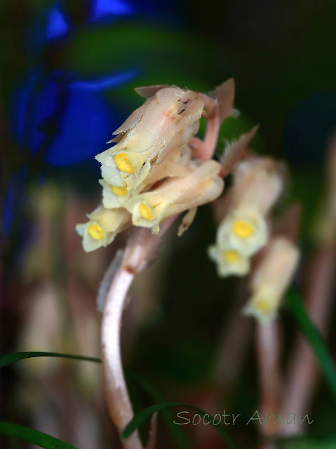 Monotropa hypopithys