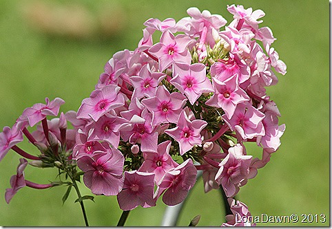 Phlox_Brighteyes2013