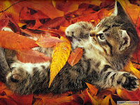 Autumn Kittens
