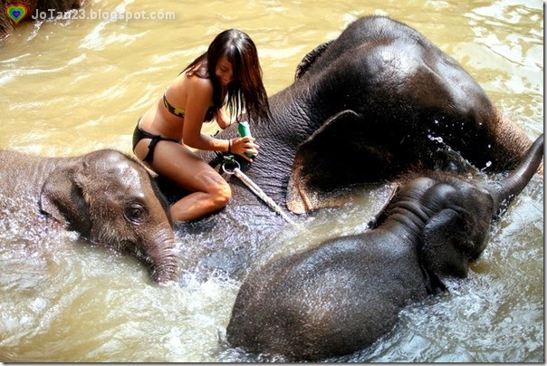 things-to-do-in-chiang-mai-patara-elephant-farm-swimming-with-elepants