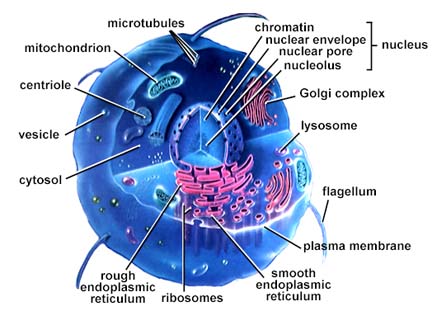 animal cell labeled parts. Animal cell structure. The