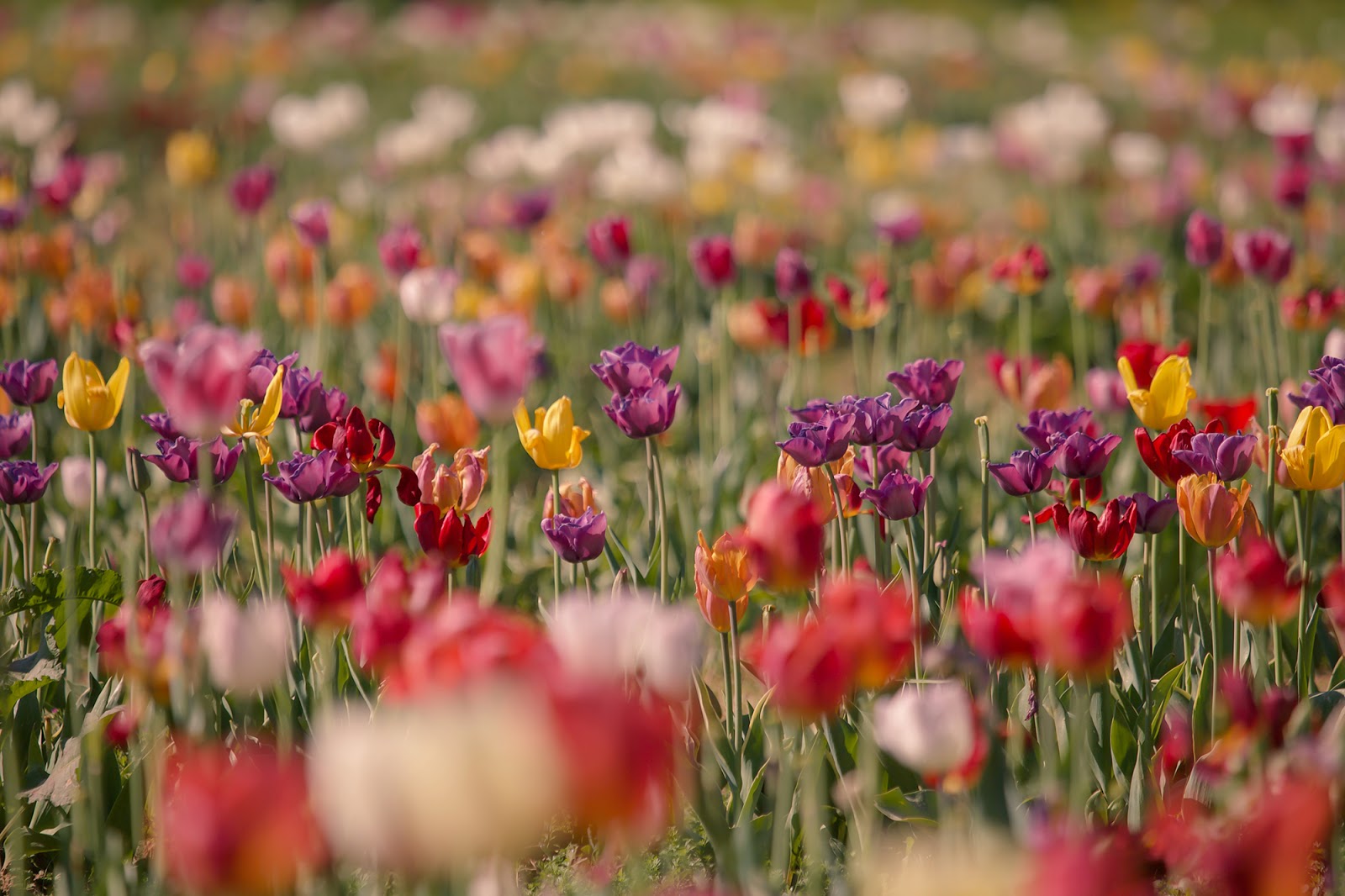 tulipani firenze