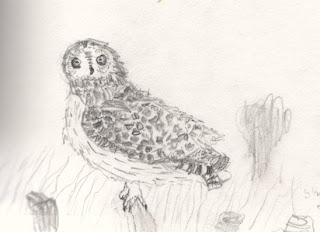 Short-eared Owl by Tom