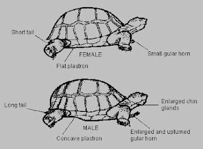 Perbedaan kura kura jantan dan betina