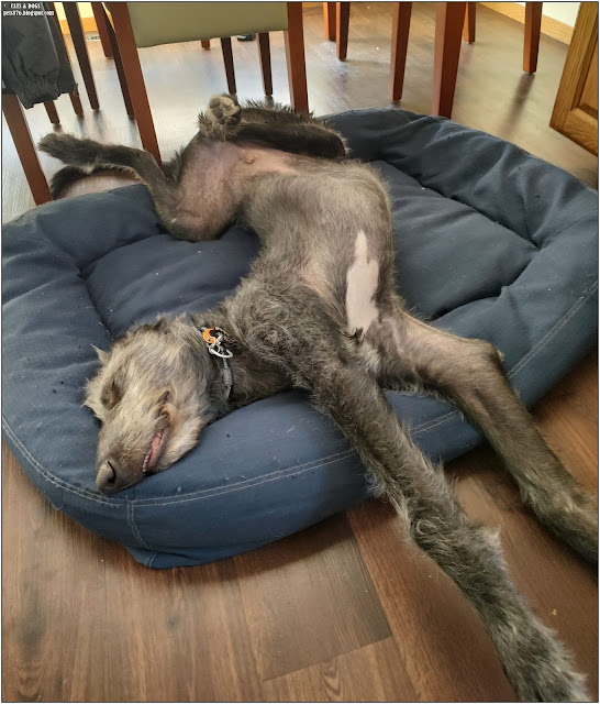 irish wolfhound