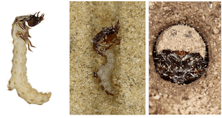 cicindelidae