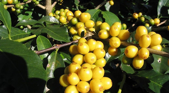 Uniknya Biji Kopi Kuning Khas Garut