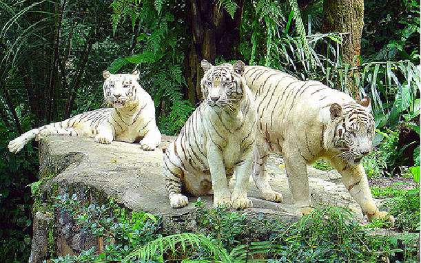 A Life Whatever: Top 10 Best Zoo’s In The World