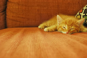 Funny cats - part 87 (40 pics + 10 gifs), kitten resting on couch