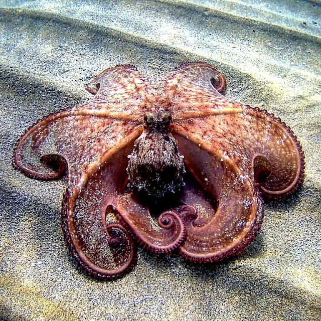 octopuses-punch-fish