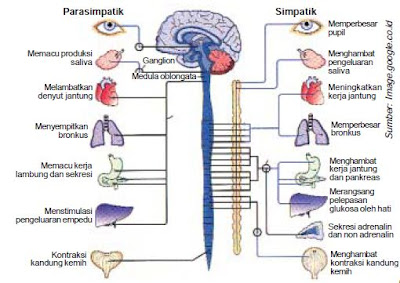  Berikut ini akan dijelaskan tentang sistem koordinasi pada insan Fungsi Otak, Sumsum Tulang Belakang, Sistem Saraf Simpatik, Parasimpatik, Otonom, 12 Pasang Saraf Kranial dan 31 Pasang Saraf Spinal Pada Sistem Saraf Pusat dan Saraf Tepi (Perifer)