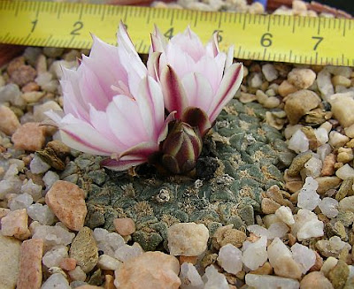 Ariocarpus kotschoubeyanus albiflorus