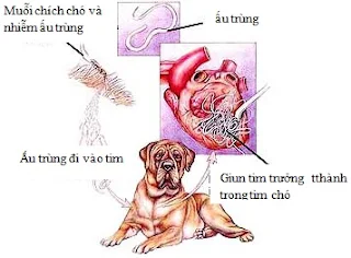 Vòng đời của giun tim trên chó.