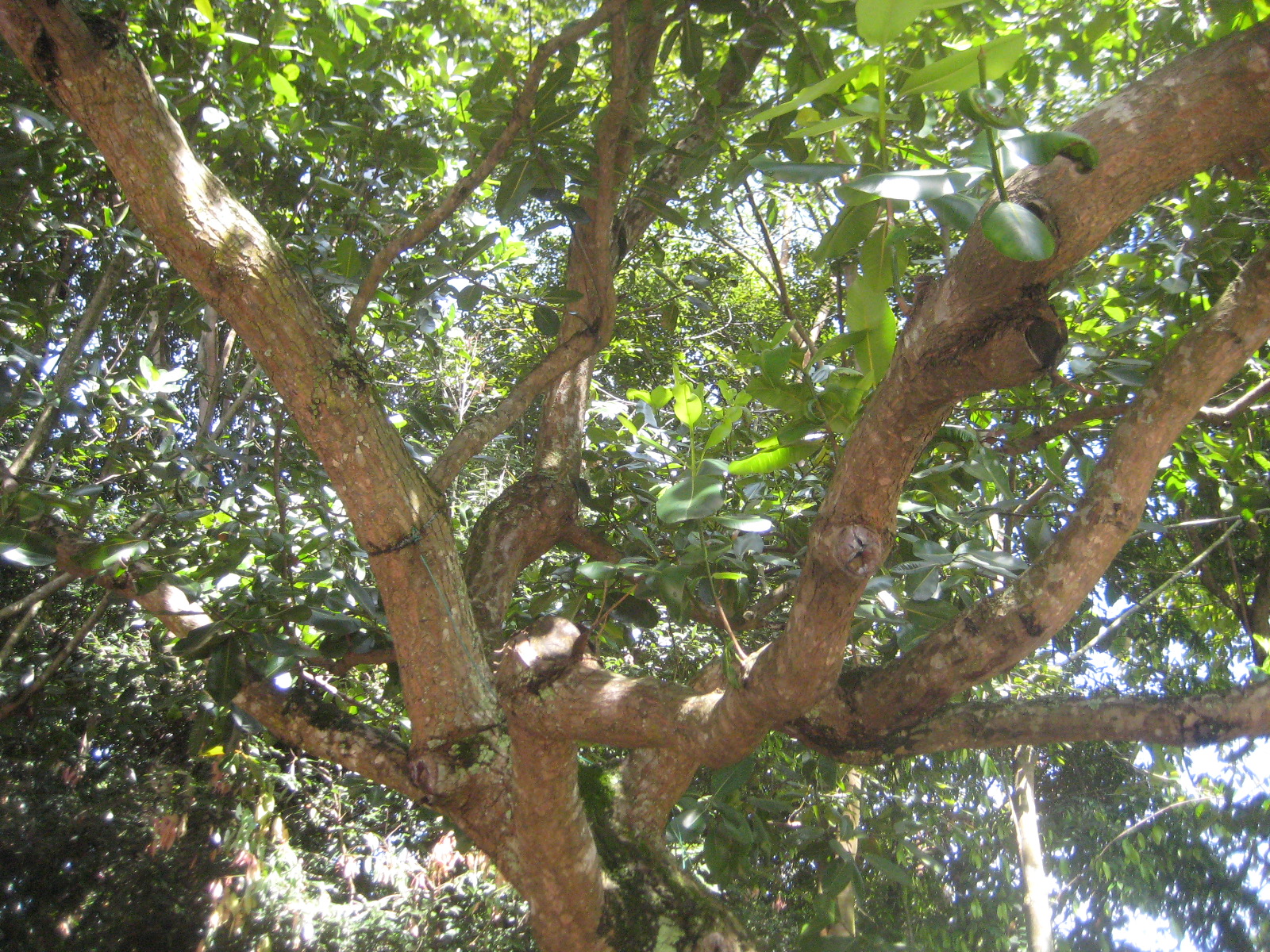POKOK PENAGA  tropical trees and plants