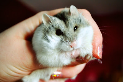 Jenis Hamster