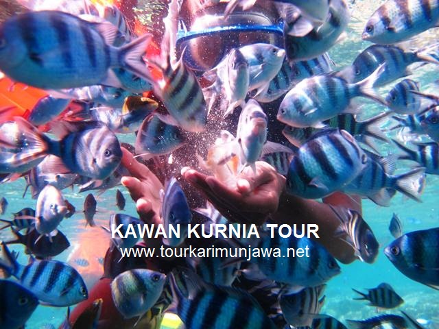 snorkeling di karimunjawa