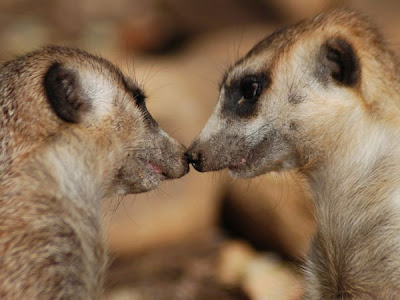 meerkat kiss pictures animals