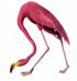 Tiny flamingo clip art