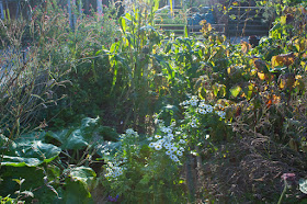 Early morning veg garden