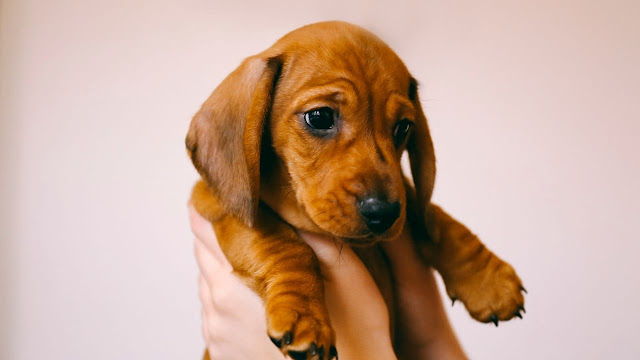 How to stop your Dachshund to get pregnant again?