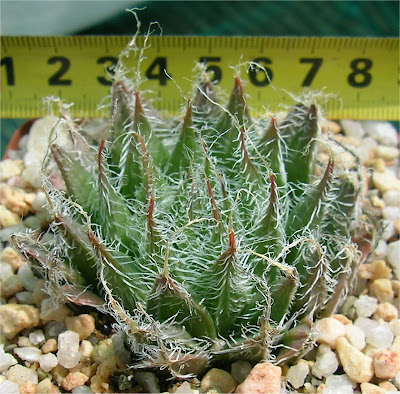 Haworthia arachnoidea scabrispina venusta