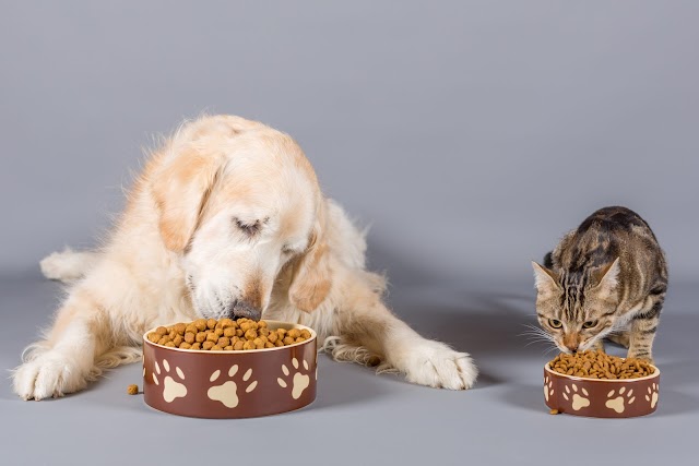 O Segredo por Trás do Pote de Ouro: Desvendando os Suplementos para Cães e Gatos. Descubra como Potencializar a Saúde do seu Amigo Peludo!