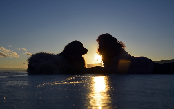 leonberger i solnedgang