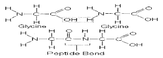 A molecule of water is removed from two glycine amino acids to form a peptide bond