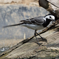 Lavandera blanca o aguzanieves (Motacilla alba)