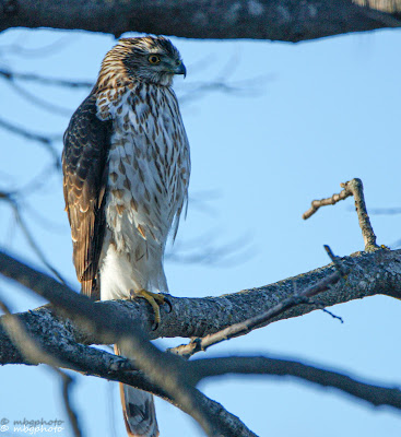 cooper's hawk photo by mbgphoto