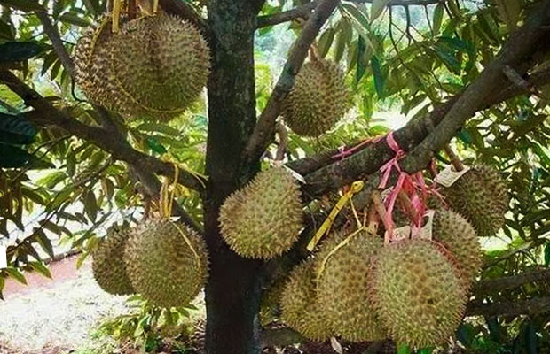 Cara Membuat Pohon Durian Cepat Berbuah Juru Kebun