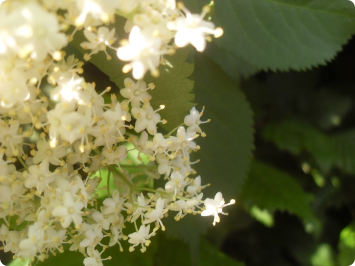 Hyldeblomster en tidlig junimorgen