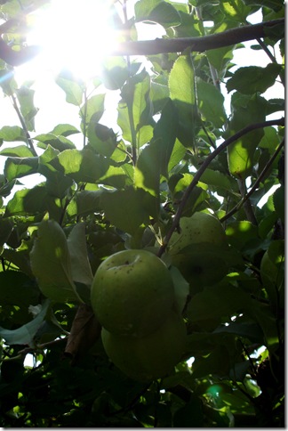 ApplePicking2009-44