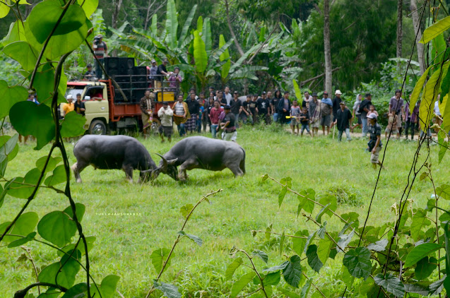 Adu Tedong di pedesaan Toraja Jelajah Tana Toraja || JelajahSuwanto