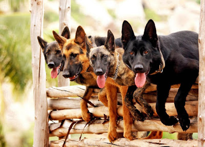 Canine Commandos Seen On www.coolpicturegallery.us