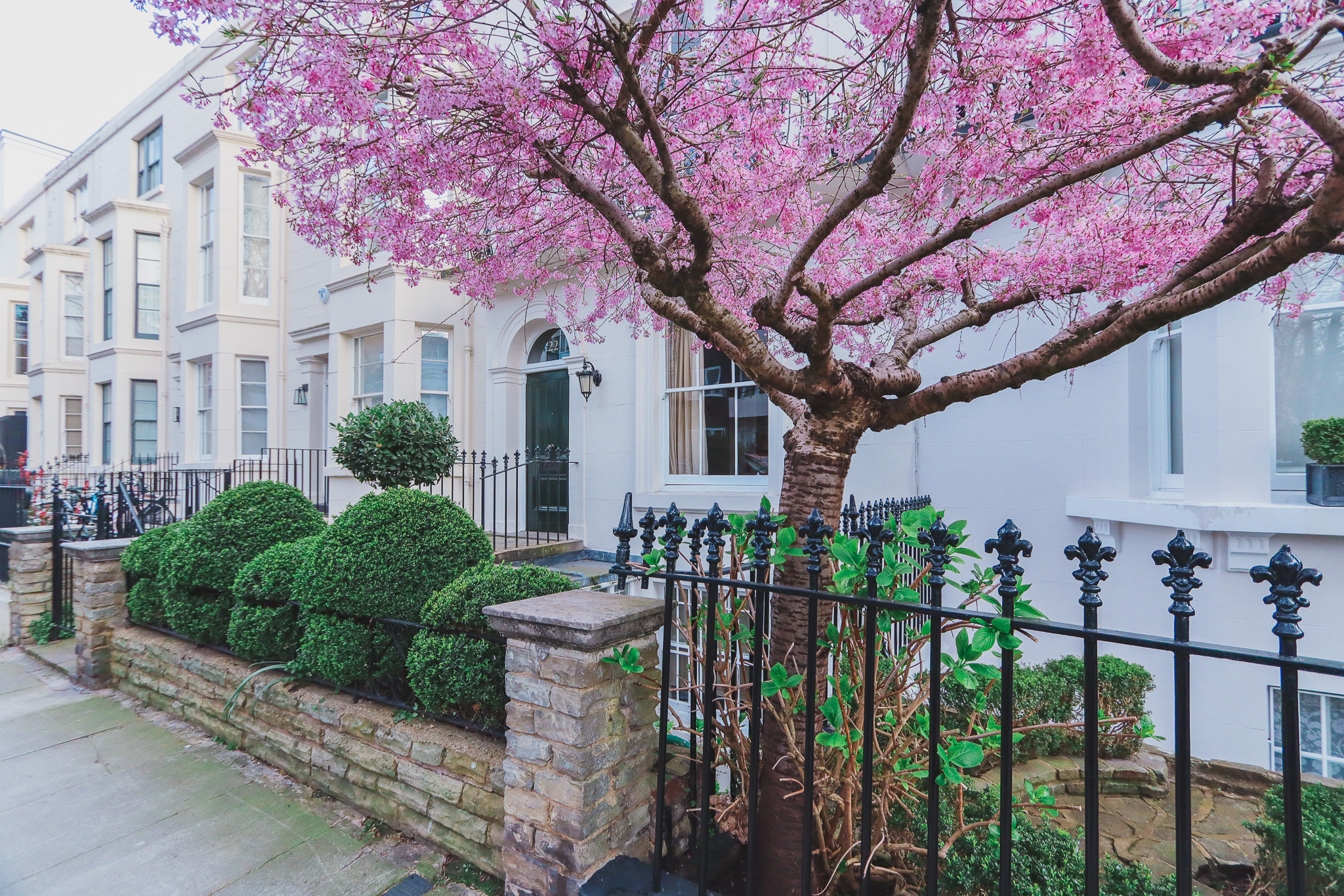 Blossom tree in 22 Gloucester Walk, London